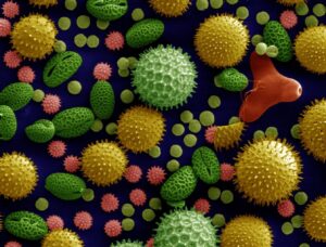 Allergic Rhinitis: Understanding Hay Fever and Finding Relief | Dr. Madhav Garg’s Best Homeopathic Doctor & Clinic in Gurugram